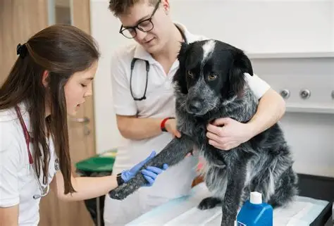 Study Veterinary Medicine in Italy at the University of Naples Federico II